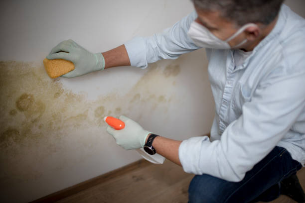 Best Industrial Mold Remediation in Hawaiian Gardens, CA