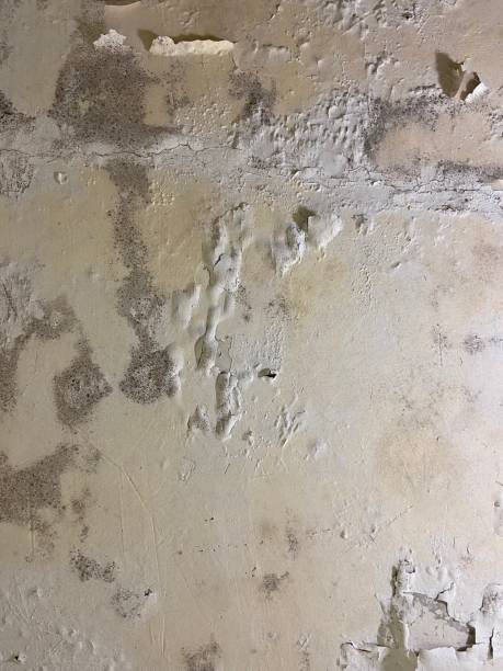 Best Post-Flood Mold Remediation in Hawaiian Gardens, CA