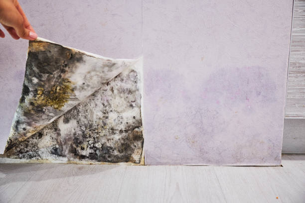 Best Emergency Mold Remediation in Hawaiian Gardens, CA
